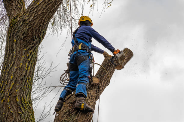 Best Seasonal Cleanup (Spring/Fall)  in St James, NY